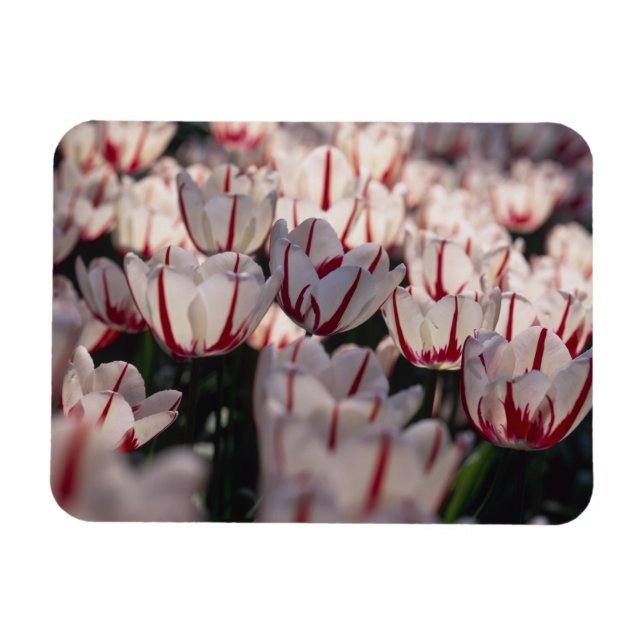 Tulips Magnet (Horizontal)
