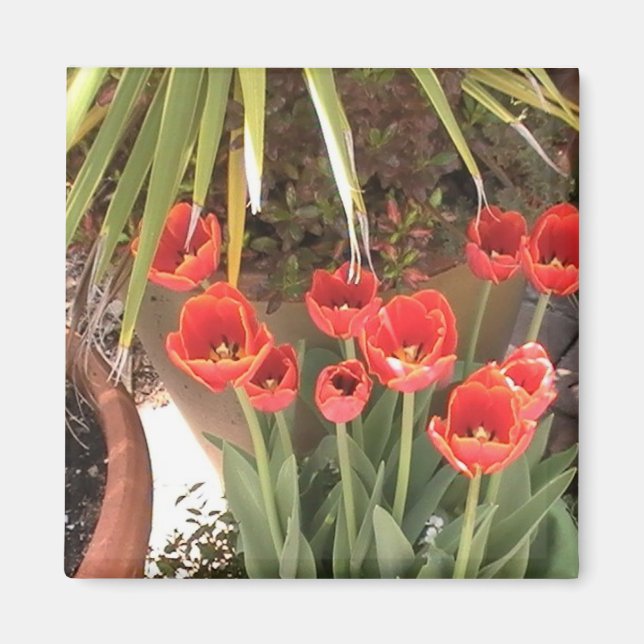 Tulips Magnet (Front)