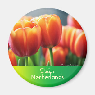 Tulips Magnet
