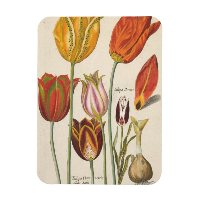 Tulips Magnet (Vertical)
