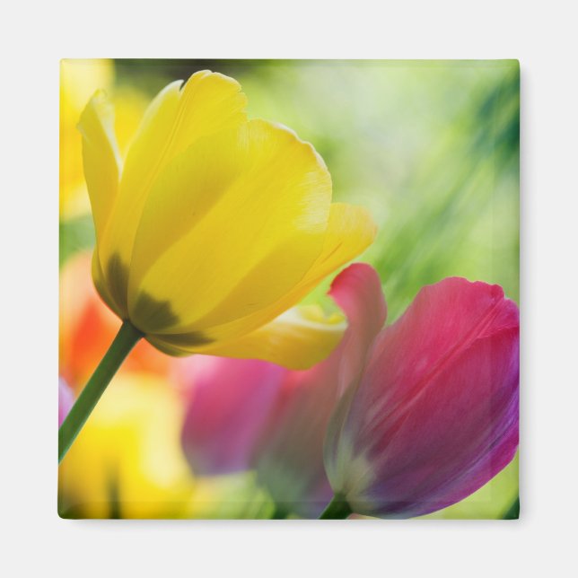 Tulips magnet (Front)