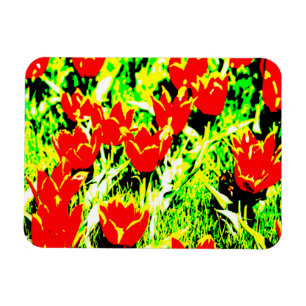 Tulips Magnet