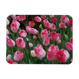 Tulips Magnet