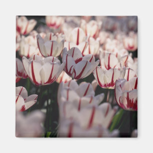 Tulips Magnet
