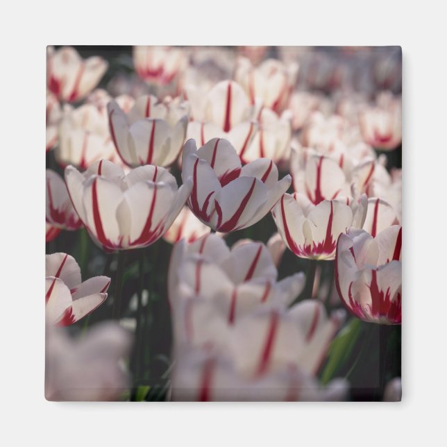 Tulips Magnet (Front)
