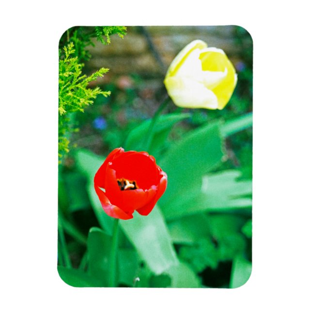 Tulips Magnet (Vertical)