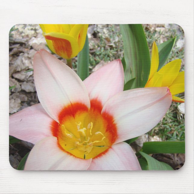 TULIPS MOUSEPADS Pink Tulip Flowers MOUSE PAD (Front)