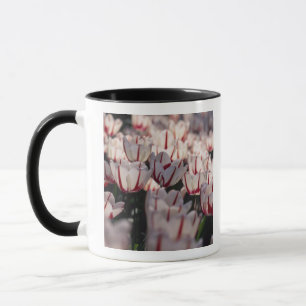 Tulips Mug