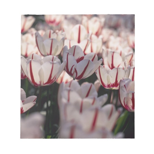 Tulips Notepad (Front)