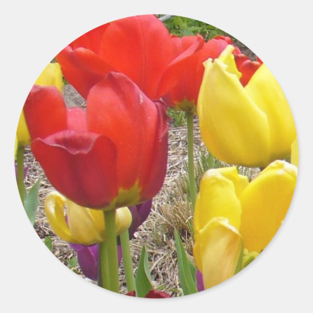 Tulips of Summer Sticker (Front)