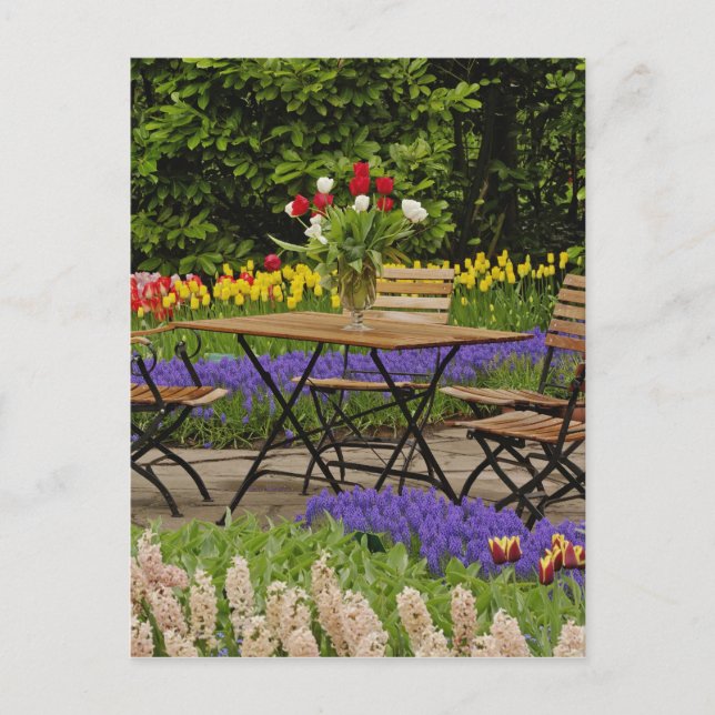 Tulips of table in garden, Keukenhof Gardens, Postcard (Front)