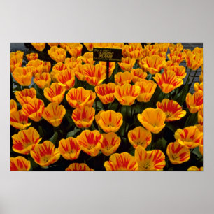 Tulips, Olympic Flame, Keukenhof Gardens, Netherla Poster