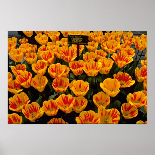 Tulips, Olympic Flame, Keukenhof Gardens, Netherla Poster (Front)
