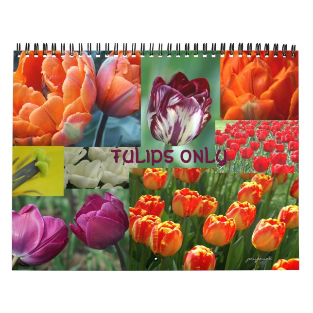 tulips only calendar (Cover)