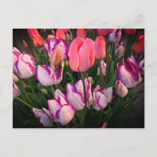 Tulips Peace Flame & Affaire Postcard