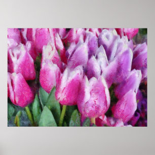Tulips - Pink & Purple Tulips Poster
