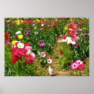 Tulips & Poppies Poster