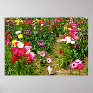 Tulips & Poppies Poster