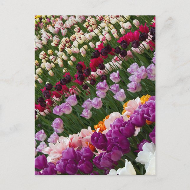 Tulips Post Card (Front)