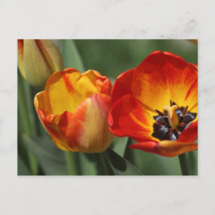 Tulips Postcard