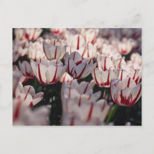 Tulips Postcard