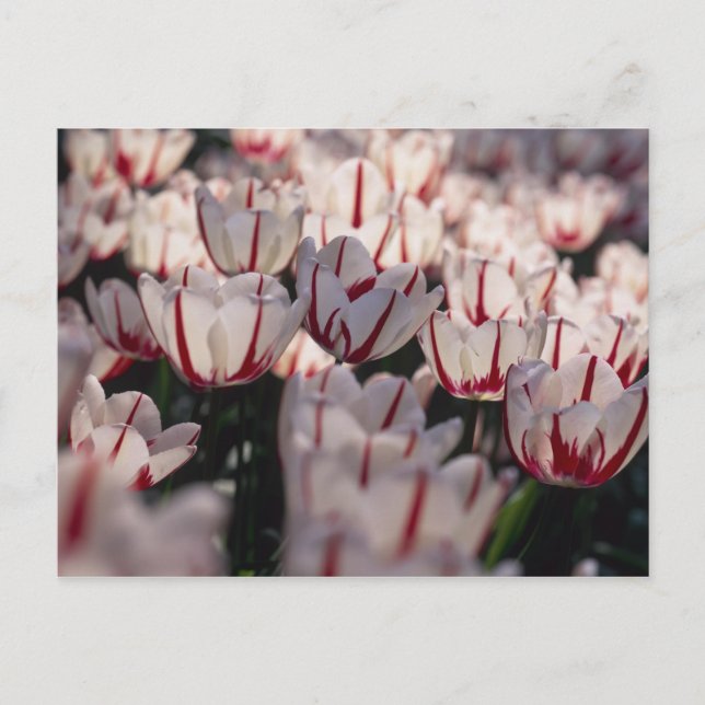 Tulips Postcard (Front)