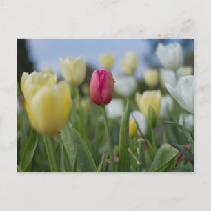 Tulips Postcard