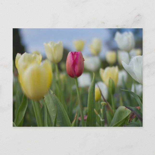 Tulips Postcard (Front)