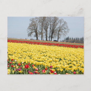 Tulips Postcard