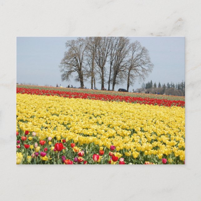 Tulips Postcard (Front)