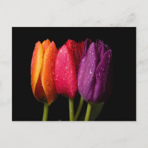tulips postcard