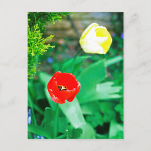 Tulips Postcard