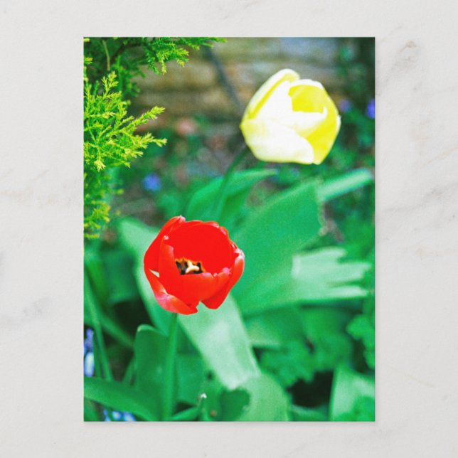 Tulips Postcard (Front)