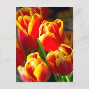 Tulips postcard