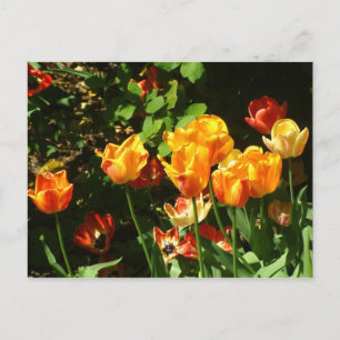 Tulips   Postcard