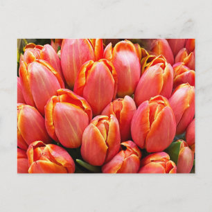 Tulips Postcard