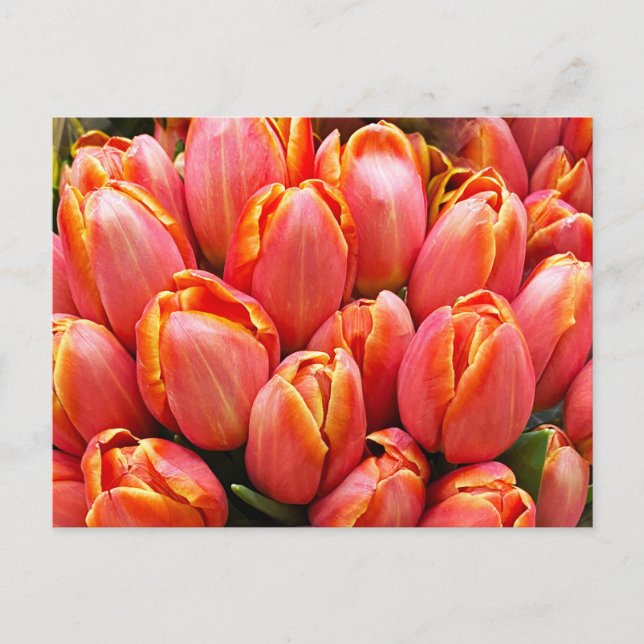 Tulips Postcard (Front)