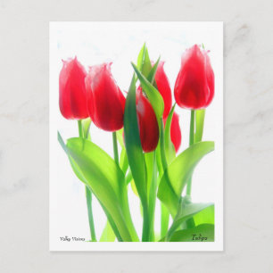 Tulips Postcard