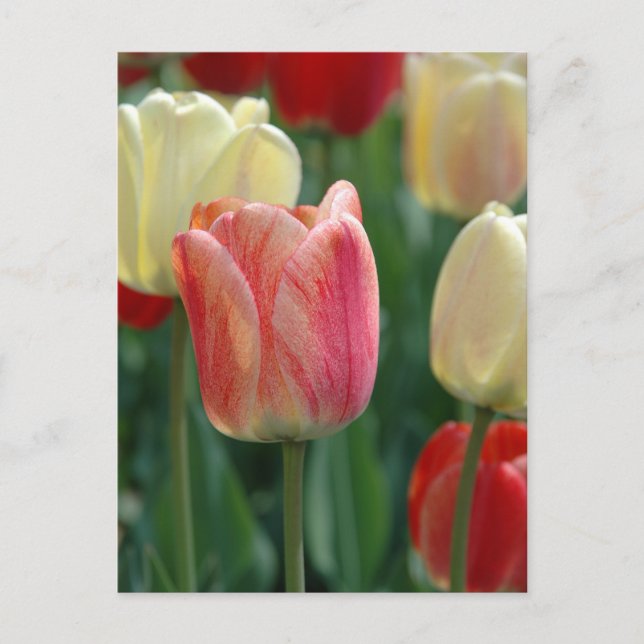 Tulips Postcard (Front)