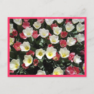 Tulips Postcard