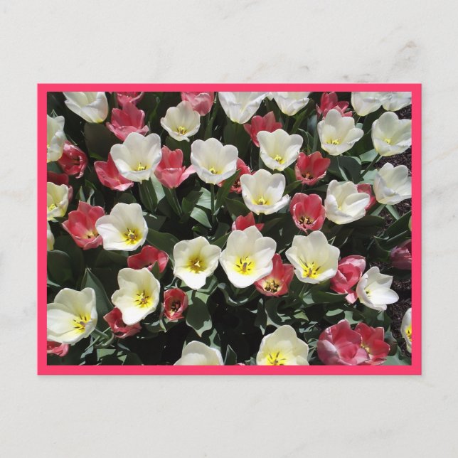 Tulips Postcard (Front)