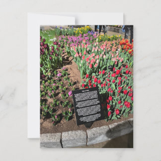 Tulips Postcard