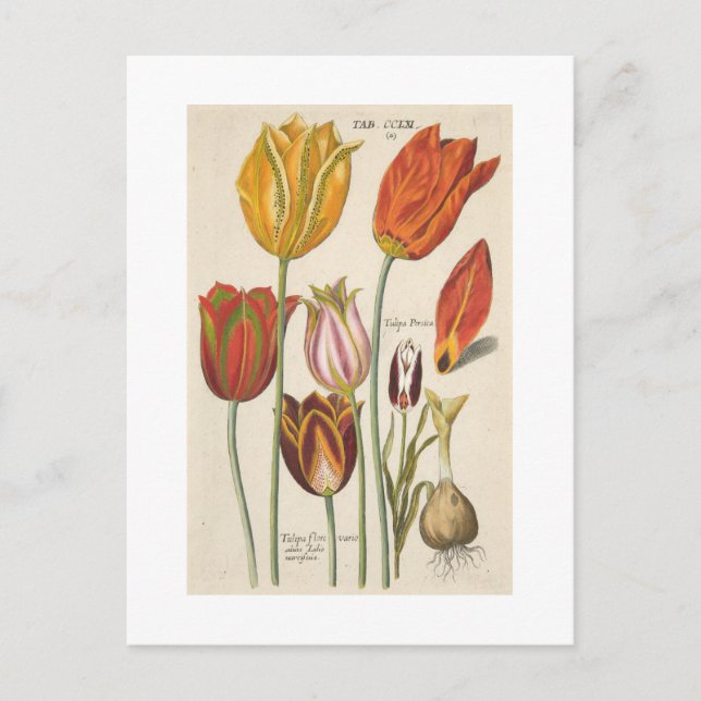 Tulips Postcard (Front)