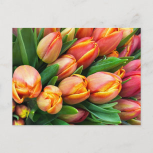 Tulips Postcard