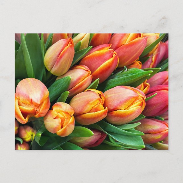 Tulips Postcard (Front)