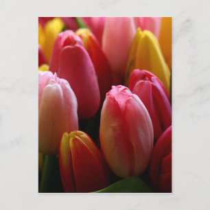 Tulips Postcard
