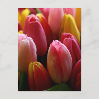 Tulips Postcard