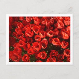 Tulips Postcard
