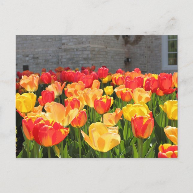 Tulips Postcards (Front)