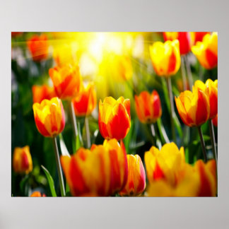 Tulips Poster